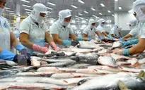 Cơ hội gia tăng kim ngạch xuất khẩu cá tra