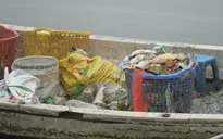 Tái diễn tình trạng cá chết hàng loạt, bốc mùi hôi thối trên Hồ Tây