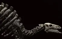 Đấu giá bộ xương khủng long Camptosaurus ở Pháp