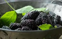6 thực phẩm chống viêm, giảm đau viêm khớp theo gợi ý của bác sĩ