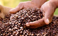 Cà phê Việt Nam hết hàng dù giá xuất khẩu tăng cao
