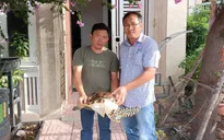 Bình Thuận: Tiếp nhận 1 cá thể rùa biển hơn 10 kg từ người dân