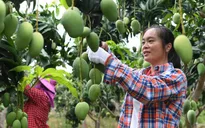 Xu thế tăng diện tích trồng trái cây nhiệt đới ở Trung Quốc