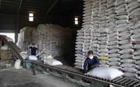 Xuất khẩu gạo khởi sắc, doanh nghiệp mạnh dạn vay vốn