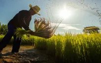 Thái Lan: Giá gạo tăng cao, nông dân đẩy mạnh trồng lúa