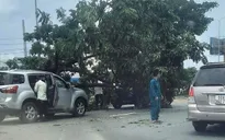 TP Hồ Chí Minh: Gần 100 cây xanh, trụ sắt đổ trong giông lốc