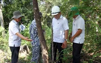 Xử lý nghiêm việc hủy hoại cây rừng bằng thuốc độc