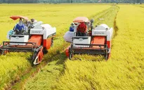 ĐBSCL sẽ có 500.000 ha lúa chất lượng cao