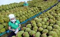 Xuất khẩu rau quả thu về hơn 4 tỷ USD