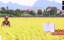 Huyện Mỹ Đức phản hồi sau phản ánh của VTV về tình trạng bảo kê máy gặt