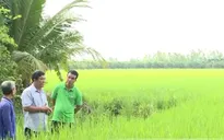 Trồng lúa bán tín chỉ carbon