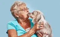 Hôn thú cưng có bị mắc bệnh truyền nhiễm không?