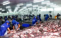 Xuất khẩu thủy sản trở lại “đường đua”