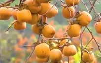 Cảnh báo tắc ruột ở trẻ em do ăn nhiều hồng giòn