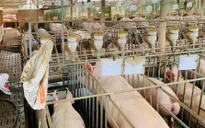 Bà Rịa - Vũng Tàu: Trại nuôi heo gây ô nhiễm môi trường