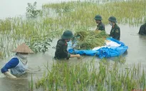 Hơn 30.000 ha lúa, hoa màu bị ngập lụt, úng tại Bắc Bộ