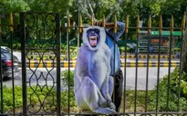 New Delhi dùng hình nộm đuổi khỉ phá phách trước thềm G20