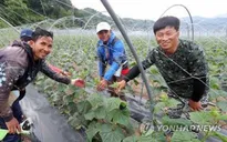 Lao động nước ngoài - câu trả lời cho bài toán thiếu lao động ở Hàn Quốc