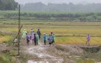 Đi cứu gia súc, hoa màu, cụ ông bị lũ cuốn thiệt mạng