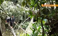 Làng trong phố - Mô hình du lịch mới hút khách