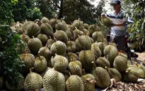 Giá sầu riêng tăng cao, nhà vườn thu nhập khủng