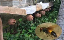 2 người nguy kịch vì bị ong đốt hơn 400 nốt