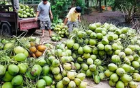 Đẩy mạnh chế biến dừa xuất khẩu