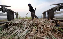 Hạn hán khiến sản lượng đường của Thái Lan giảm 20%