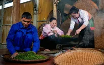 Cận cảnh quy trình sản xuất "thủ công" chè xanh Đinh Bát Tiên đặc sản Long Cốc (Phú Thọ)