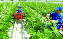 Nông nghiệp đón cơ hội xuất khẩu xanh