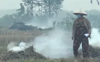 Hà Nội yêu cầu không để xảy ra hoạt động đốt rơm rạ gần sân bay Nội Bài