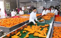 Xuất khẩu rau quả chế biến lần đầu vượt 1 tỷ USD