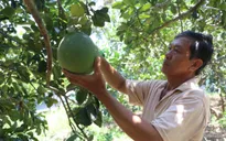 Giá bưởi xuống thấp, nhà vườn lo lắng