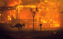 Hàng trăm lính cứu hỏa nỗ lực dập cháy rừng ở miền Tây Australia