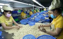 Xuất khẩu điều lập kỷ lục mới