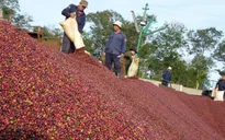 Cà phê Việt hướng mốc 5 tỷ USD xuất khẩu