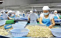Cảnh báo doanh nghiệp Việt Nam khi xuất khẩu sang Tây Ban Nha