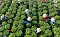 Bà Rịa - Vũng Tàu: Nhà vườn lo vắng khách, giảm diện tích trồng hoa Tết