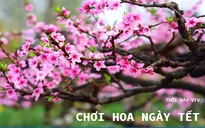 Những loại hoa được yêu thích vào dịp Tết