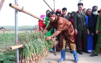 Lần đầu tiên tổ chức Lễ hội thu hoạch hành, tỏi tại Hải Dương