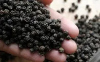 Việt Nam xuất khẩu hạt tiêu lớn nhất vào Mỹ