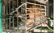 Phát hiện vụ vận chuyển trái phép con hổ nặng 200kg