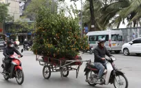 Nghề chở cây cảnh những ngày giáp Tết