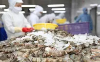 Tin vui từ xuất khẩu tôm