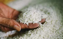 Giá gạo xuất khẩu của Ấn Độ tăng lên mức cao kỷ lục