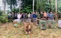 Tái thả 30 cá thể động vật hoang dã về môi trường tự nhiên