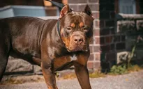 Sau nhiều vụ tấn công chết người, Anh siết chặt việc nuôi chó Bully XL