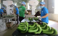 Đa dạng hóa thị trường xuất khẩu