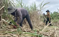Giá mía cao kỷ lục, nông dân lãi đến 50 triệu đồng/ha