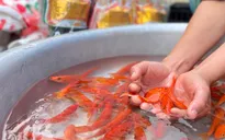 Ý nghĩa tục lệ thả cá chép ngày ông Công ông Táo